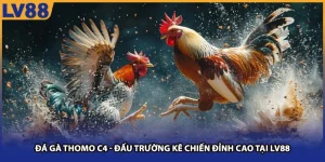 Đá Gà Thomo C4 - Đấu Trường Kê Chiến Đỉnh Cao Tại Lv88